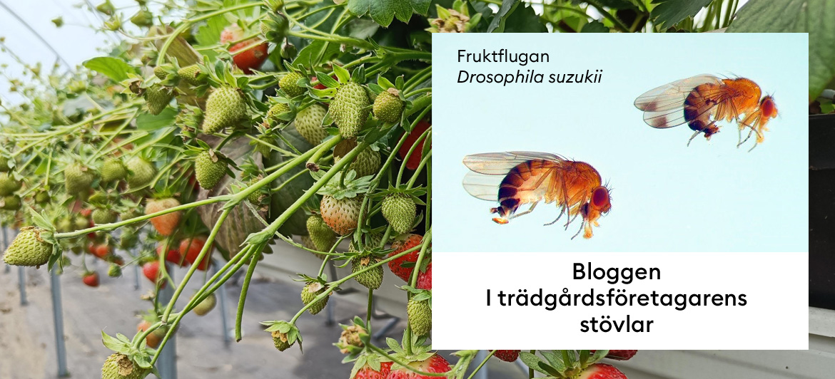 Fruktfluga