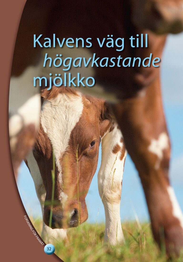 Pärmen till Kalvens väg till mjölkko