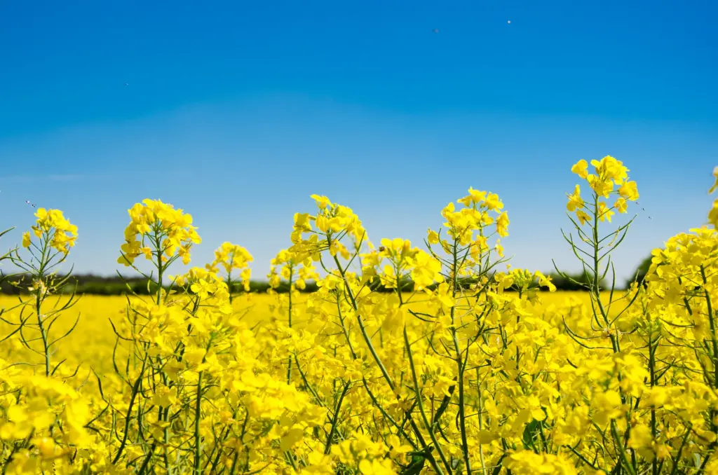 Blommande rapsfält